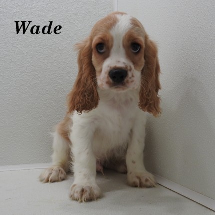 puppy, for, sale, Cockilear, Joe & Cherri  Overlease, dog, breeder, Miller, MO, dog-breeder, puppy-for-sale, forsale, nearby, find, puppyfind, locator, puppylocator, aca